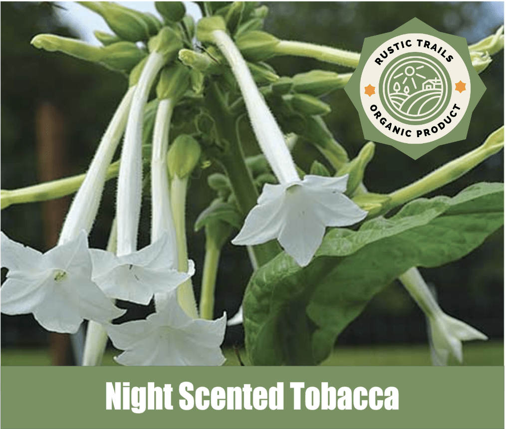 Night Scented Tobacco, Nicotiana alata